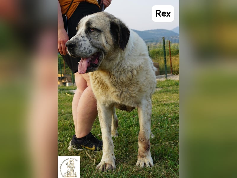 Rex – die sanfte Treue eines alten Gefährten!
