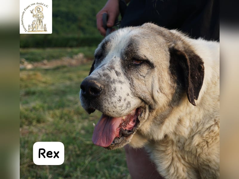 Rex – die sanfte Treue eines alten Gefährten!