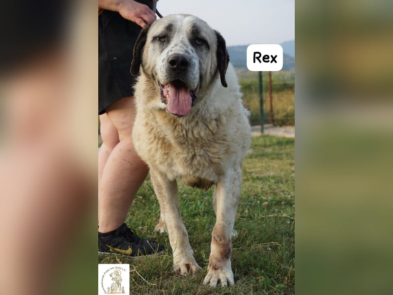 Rex – die sanfte Treue eines alten Gefährten!
