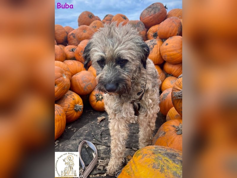 Buba – das genügsame Hundemädchen