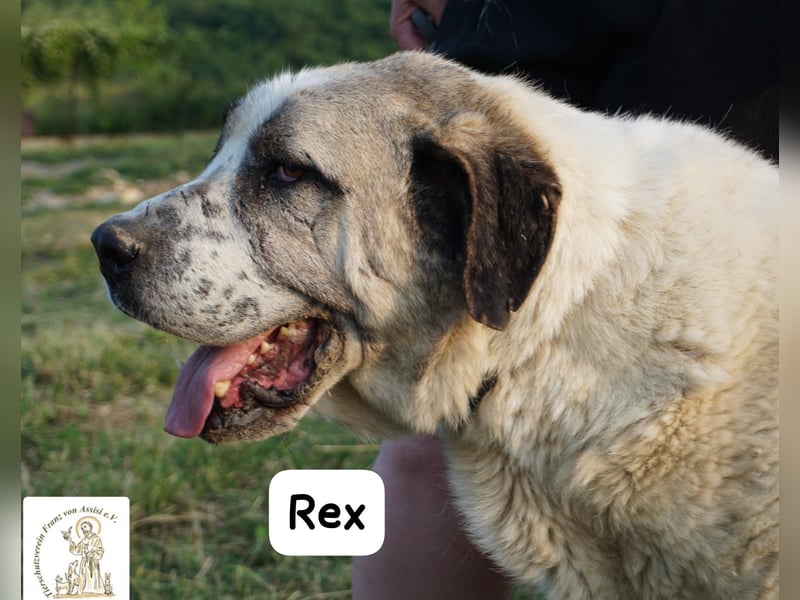 Rex – die sanfte Treue eines alten Gefährten!