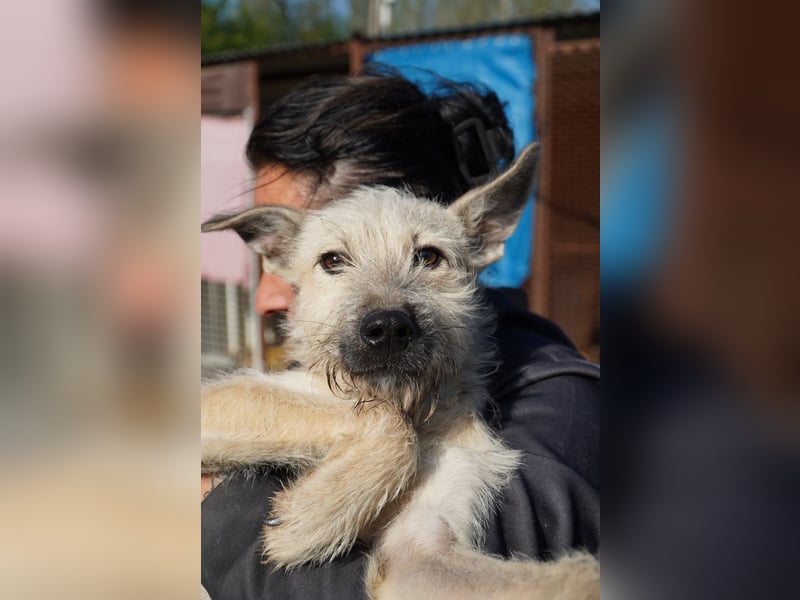 Fritzi (25 cm) wünscht sich ein schönes Leben mit viel Liebe!