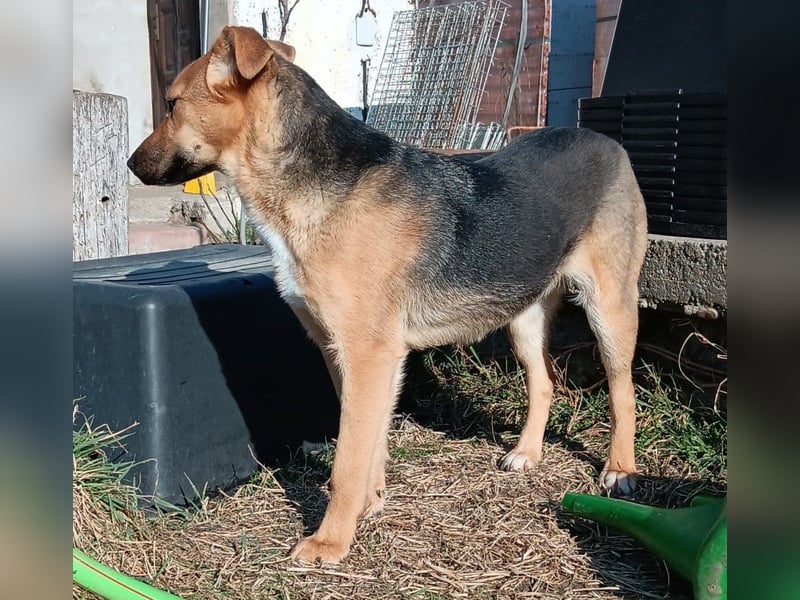 Fanni sucht dringend eine Familie!