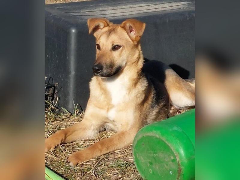 Fanni sucht dringend eine Familie!