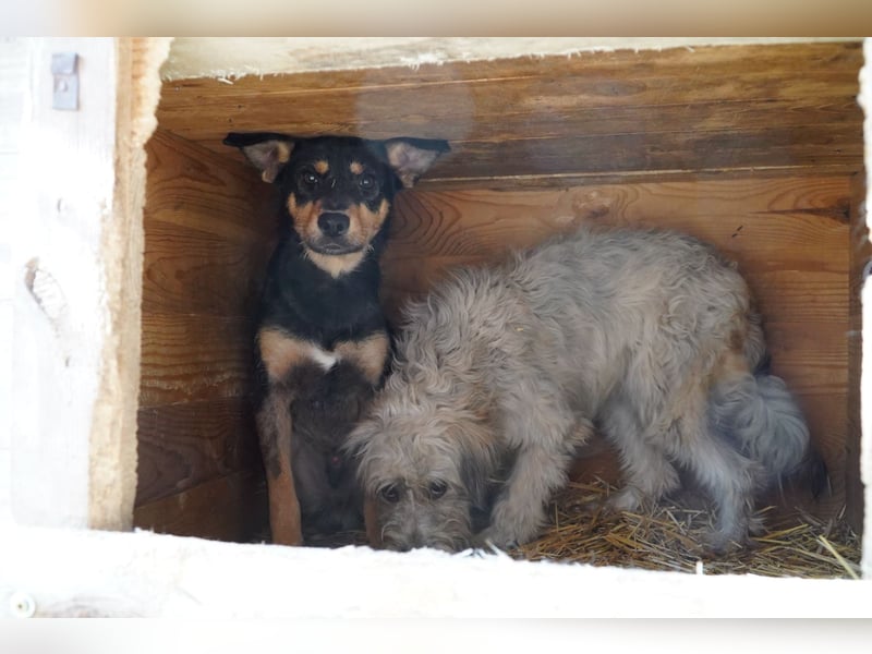 Zarte Carmen sucht Sicherheit und Liebe!