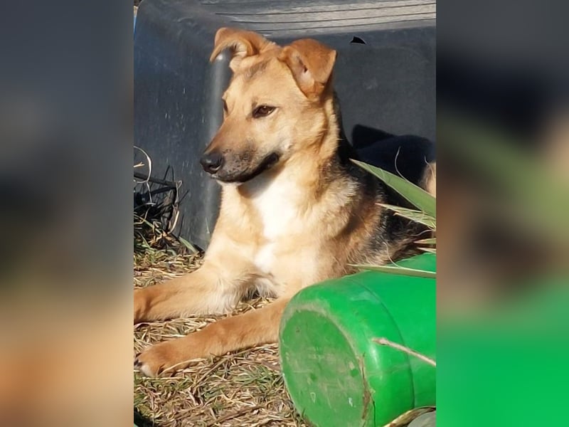 Fanni sucht dringend eine Familie!
