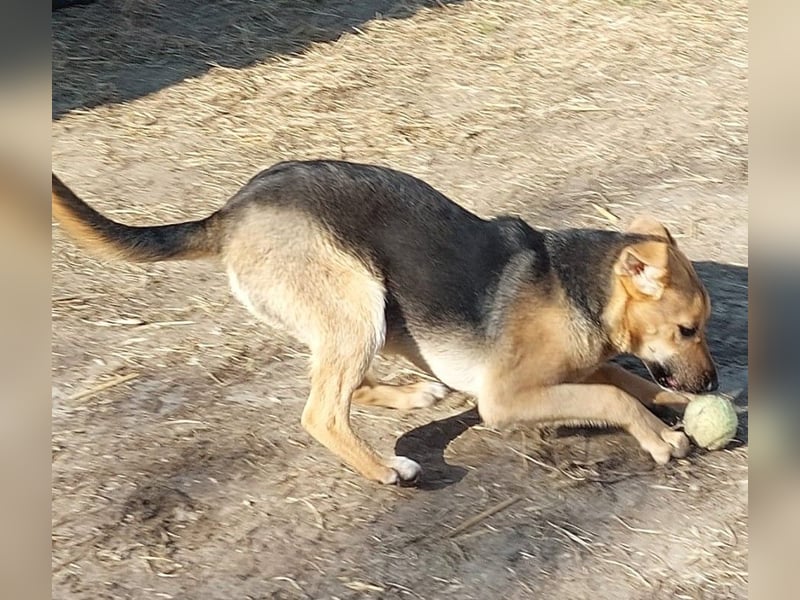 Fanni sucht dringend eine Familie!