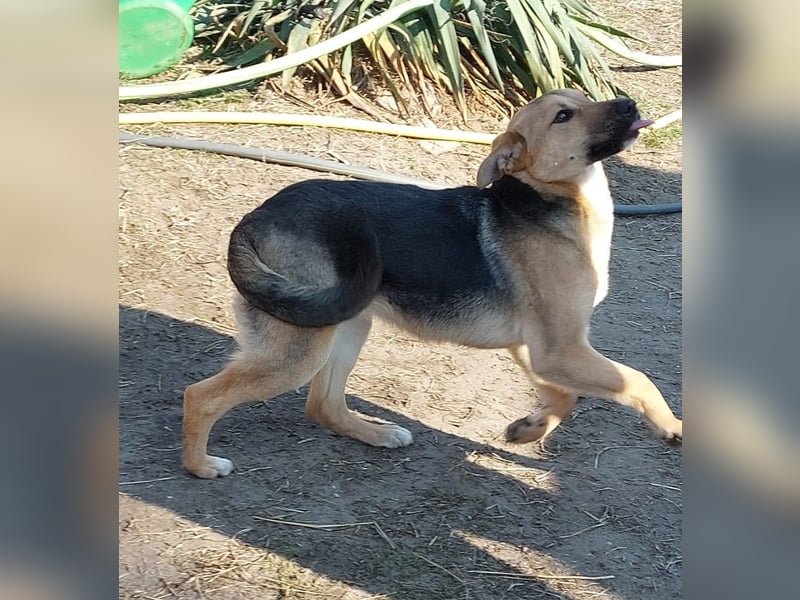 Fanni sucht dringend eine Familie!