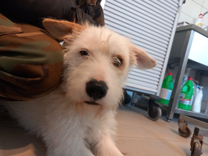 Scooby wartet auf seine Familie.