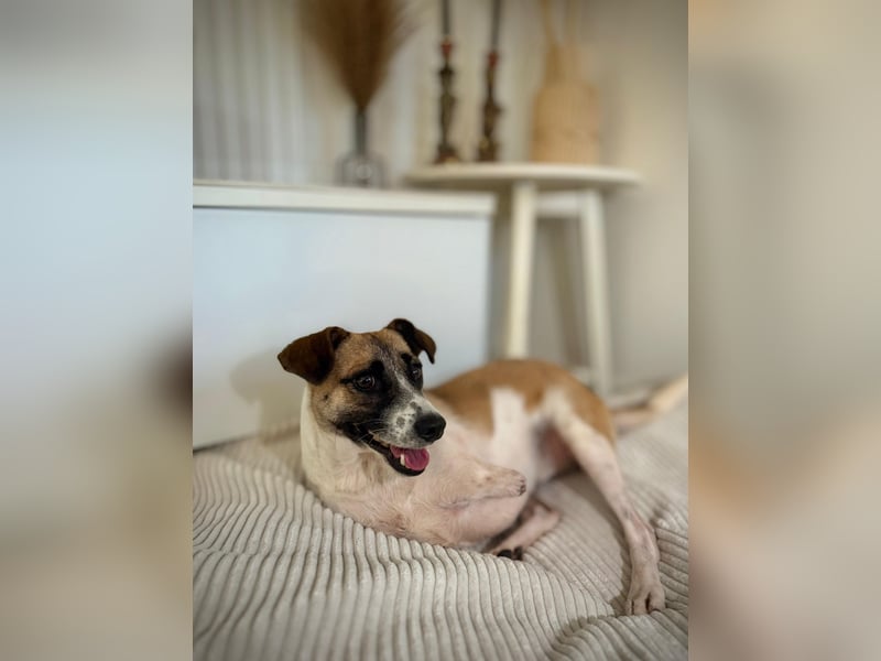 Kisakye- lebensfrohe Traumhündin