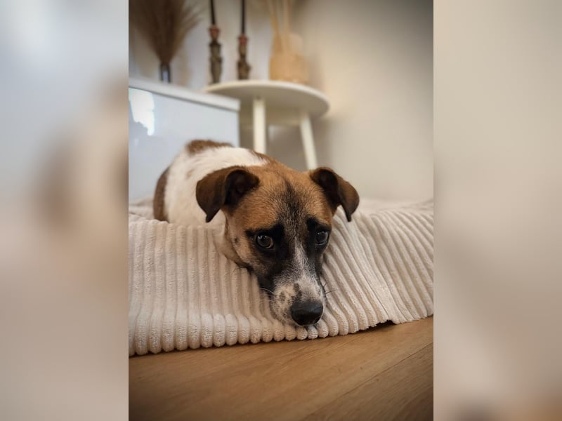 Kisakye- lebensfrohe Traumhündin