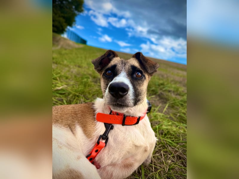 Kisakye- lebensfrohe Traumhündin