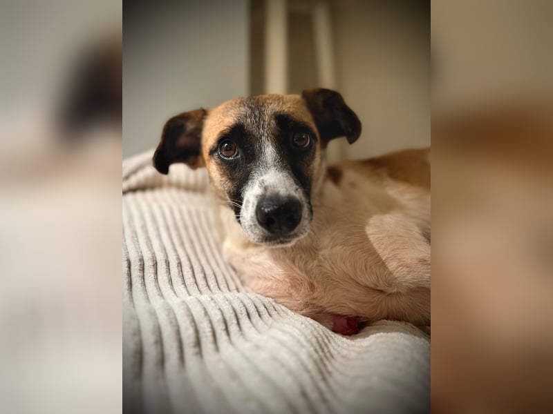 Kisakye- lebensfrohe Traumhündin