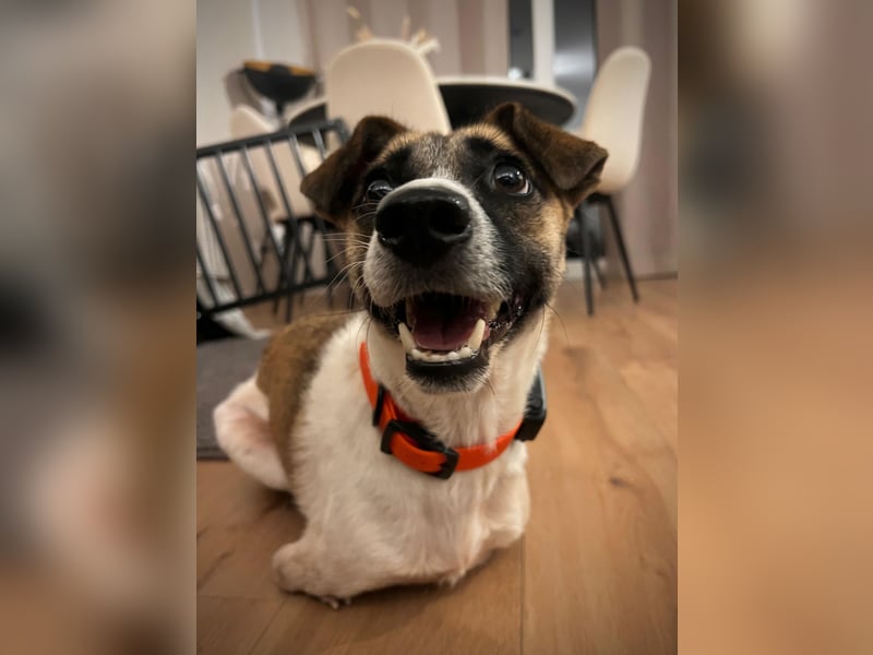 Kisakye- lebensfrohe Traumhündin