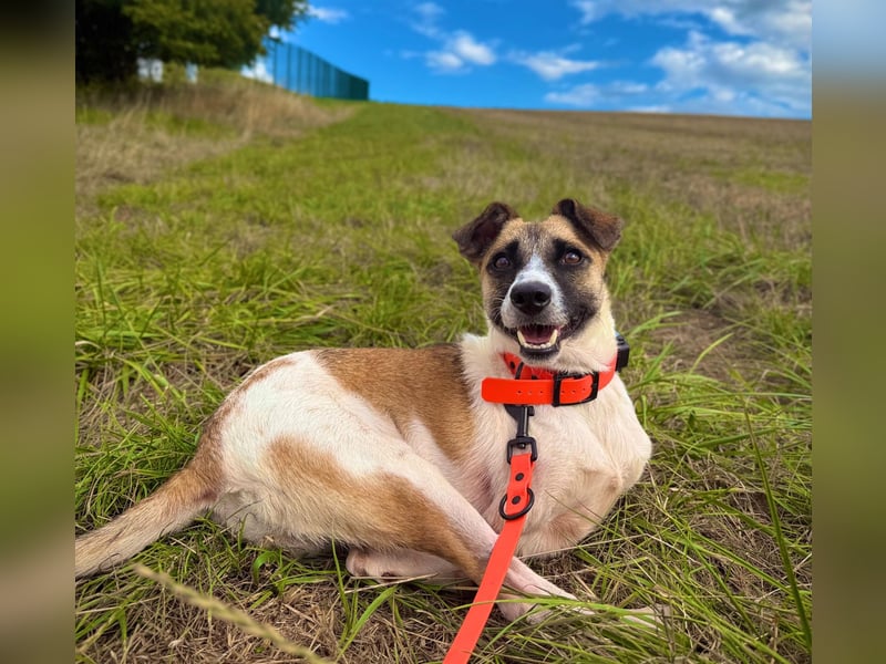 Kisakye- lebensfrohe Traumhündin