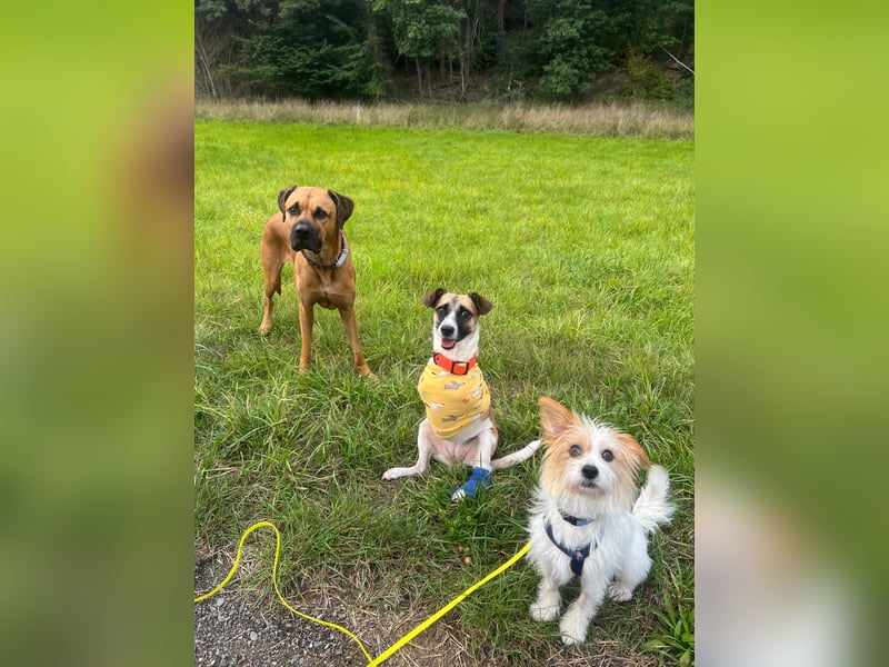 Kisakye- lebensfrohe Traumhündin