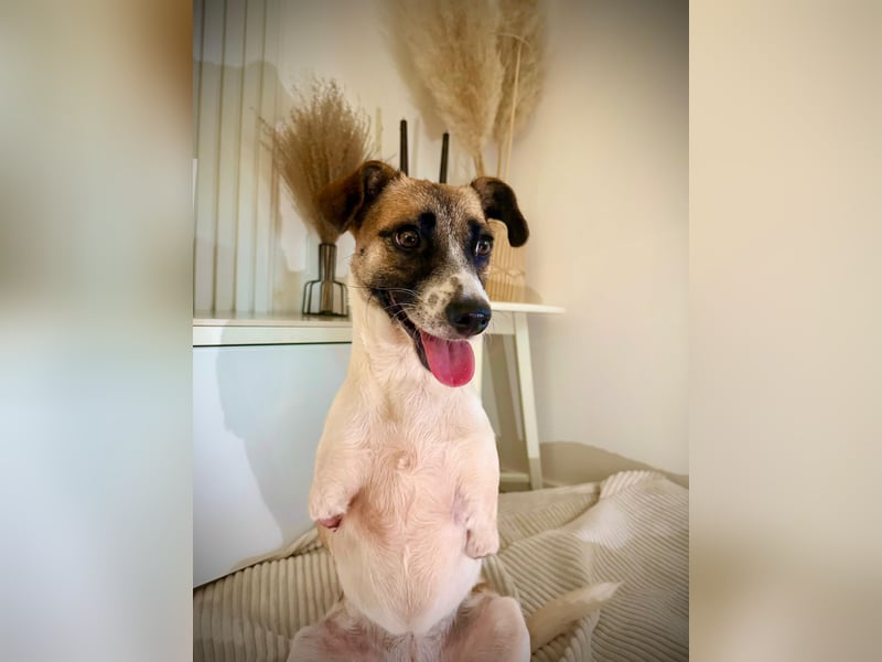 Kisakye- lebensfrohe Traumhündin