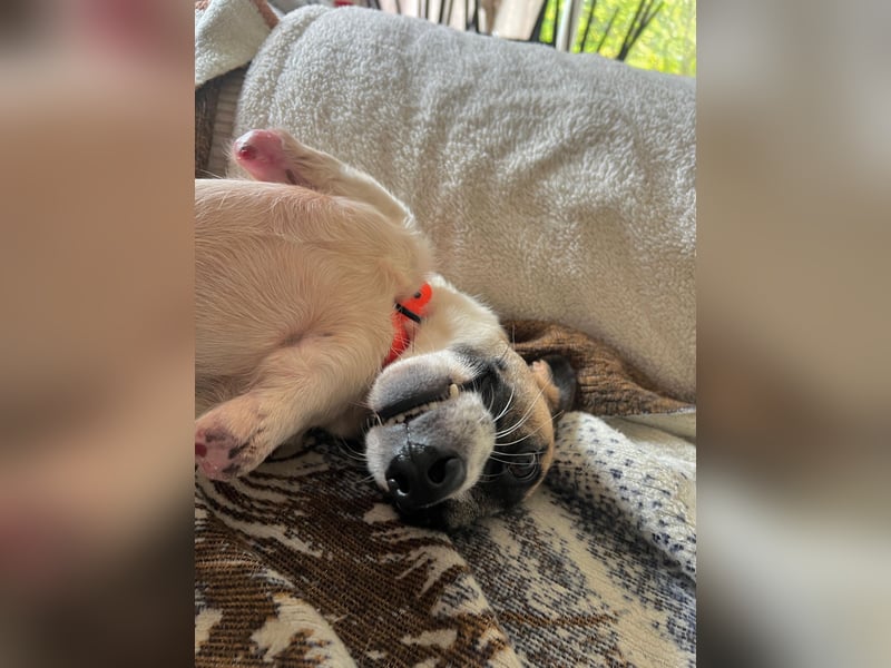 Kisakye- lebensfrohe Traumhündin