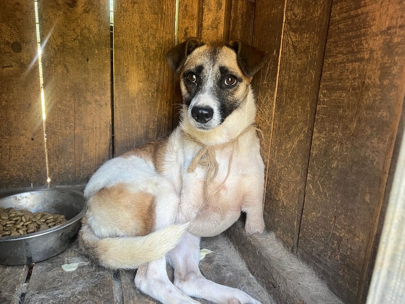 Kisakye- lebensfrohe Traumhündin