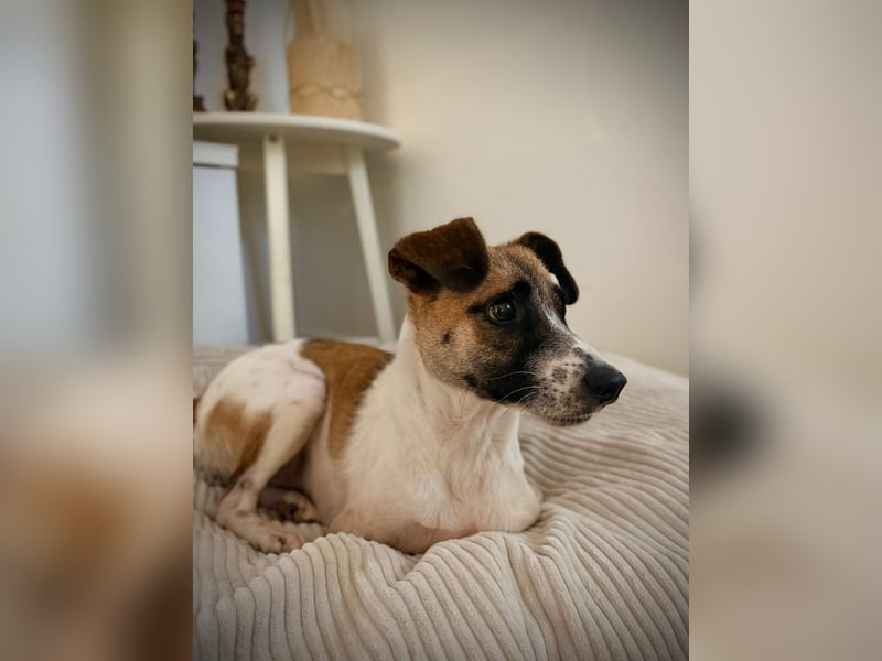 Kisakye- lebensfrohe Traumhündin