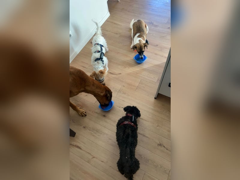 Kisakye- lebensfrohe Traumhündin