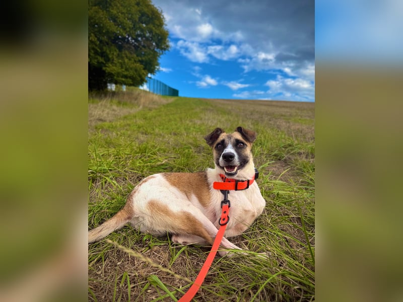 Kisakye- lebensfrohe Traumhündin