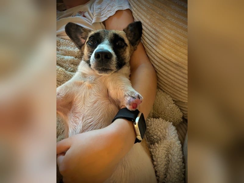 Kisakye- lebensfrohe Traumhündin