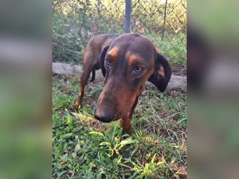 Hund Rüde klein Tierschutz Hund Rüde klein Tierschutz