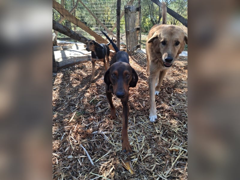 Hund Rüde klein Tierschutz Hund Rüde klein Tierschutz