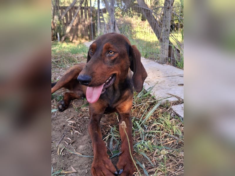 Hund Rüde klein Tierschutz Hund Rüde klein Tierschutz