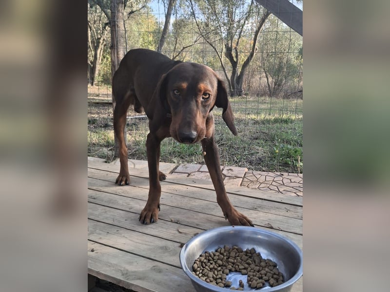 Hund Rüde klein Tierschutz Hund Rüde klein Tierschutz