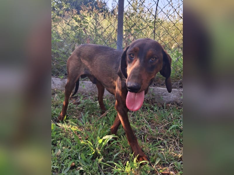 Hund Rüde klein Tierschutz Hund Rüde klein Tierschutz