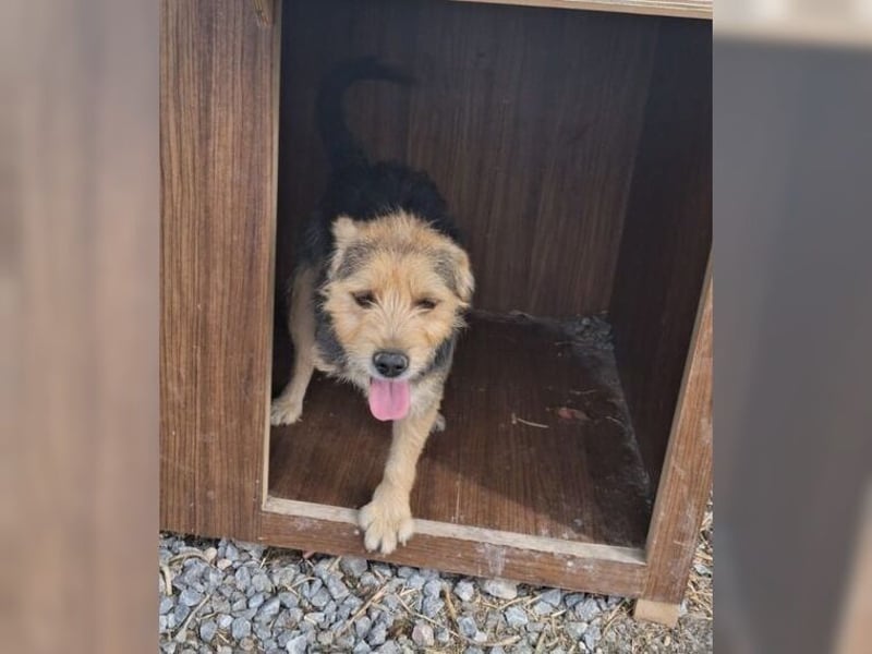 Moritz, einfach ein Schatz auf drei Beinen Moritz, einfach ein Schatz auf drei Beinen