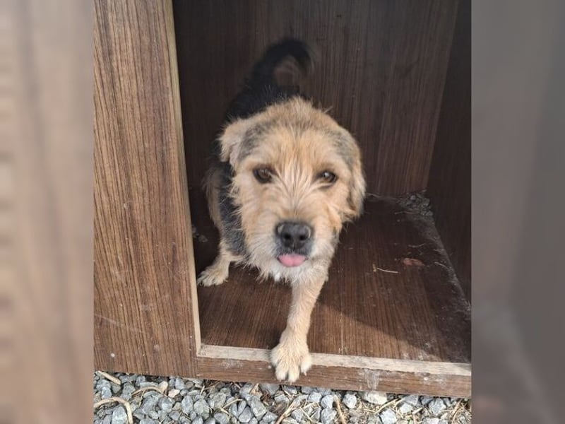 Moritz, einfach ein Schatz auf drei Beinen Moritz, einfach ein Schatz auf drei Beinen