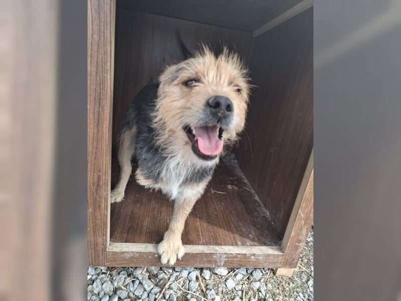 Moritz, einfach ein Schatz auf drei Beinen Moritz, einfach ein Schatz auf drei Beinen