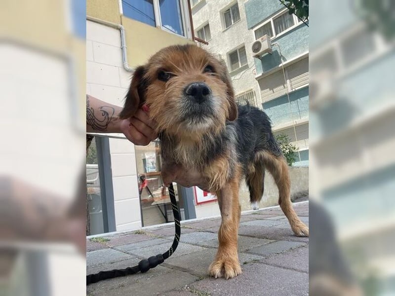 Moritz, einfach ein Schatz auf drei Beinen Moritz, einfach ein Schatz auf drei Beinen