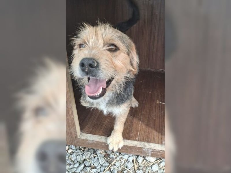 Moritz, einfach ein Schatz auf drei Beinen Moritz, einfach ein Schatz auf drei Beinen