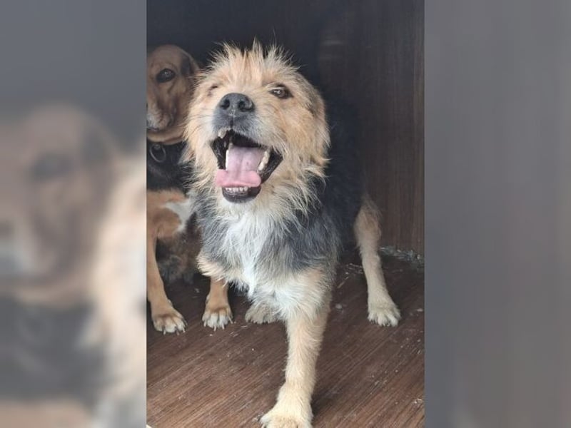 Moritz, einfach ein Schatz auf drei Beinen Moritz, einfach ein Schatz auf drei Beinen