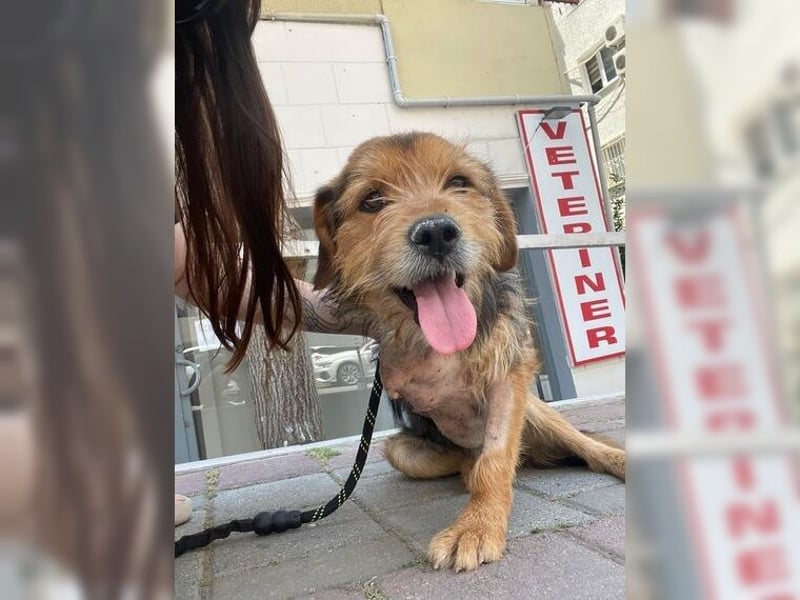 Moritz, einfach ein Schatz auf drei Beinen Moritz, einfach ein Schatz auf drei Beinen