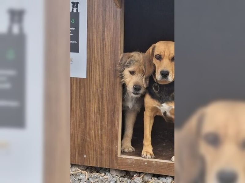 Moritz, einfach ein Schatz auf drei Beinen Moritz, einfach ein Schatz auf drei Beinen