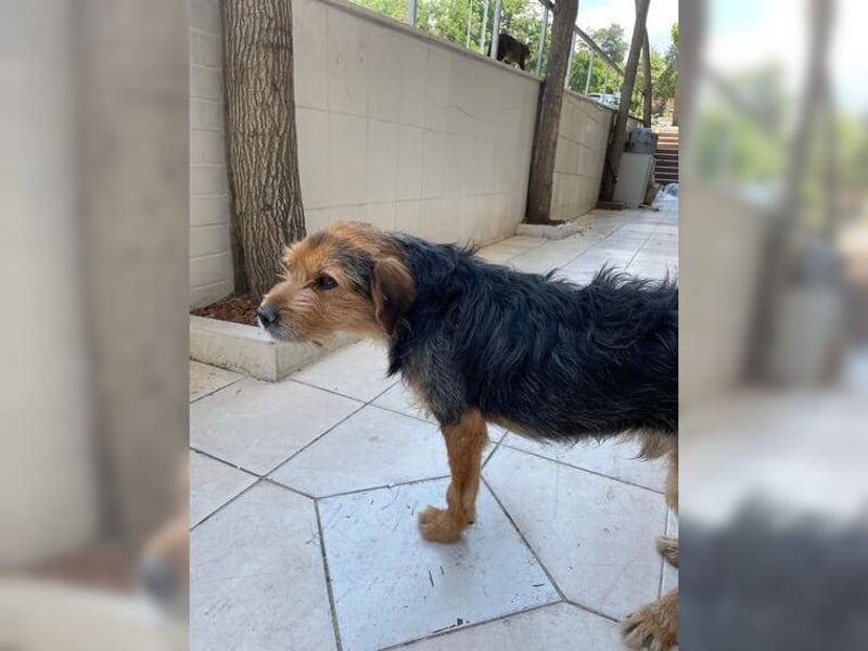 Moritz, einfach ein Schatz auf drei Beinen Moritz, einfach ein Schatz auf drei Beinen