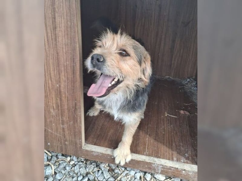 Moritz, einfach ein Schatz auf drei Beinen Moritz, einfach ein Schatz auf drei Beinen