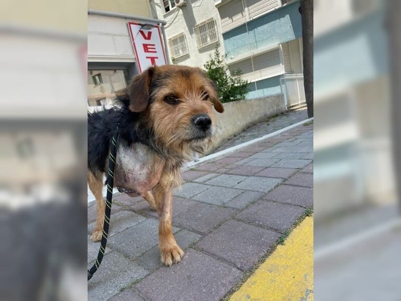 Moritz, einfach ein Schatz auf drei Beinen Moritz, einfach ein Schatz auf drei Beinen