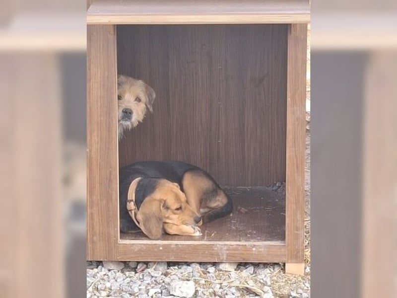 Moritz, einfach ein Schatz auf drei Beinen Moritz, einfach ein Schatz auf drei Beinen