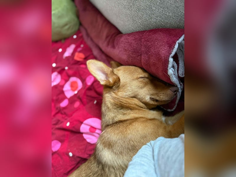 Zarte Kathi sucht ihre Menschen