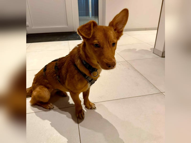 Zarte Kathi sucht ihre Menschen