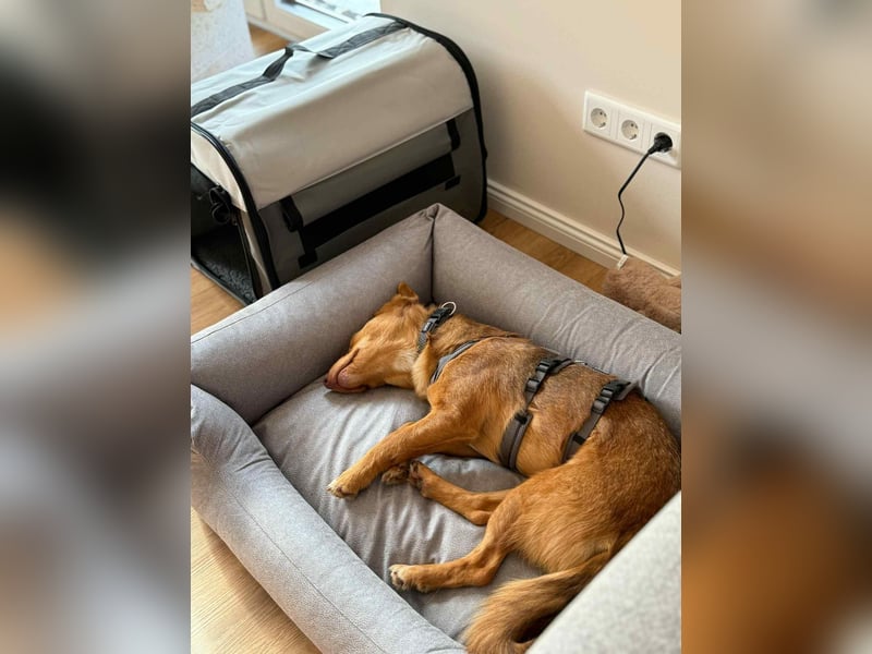 Zarte Kathi sucht ihre Menschen