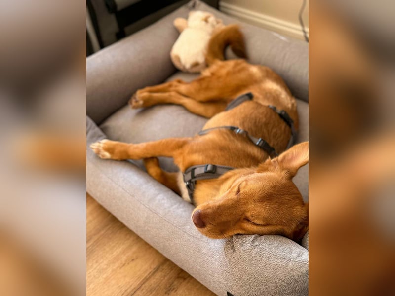 Zarte Kathi sucht ihre Menschen