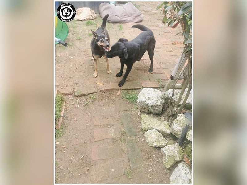 TÜTÜ, der ideale Familienhund
