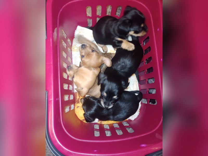 Süße Chorkie-Welpen black and tan & beige MIX !!!
